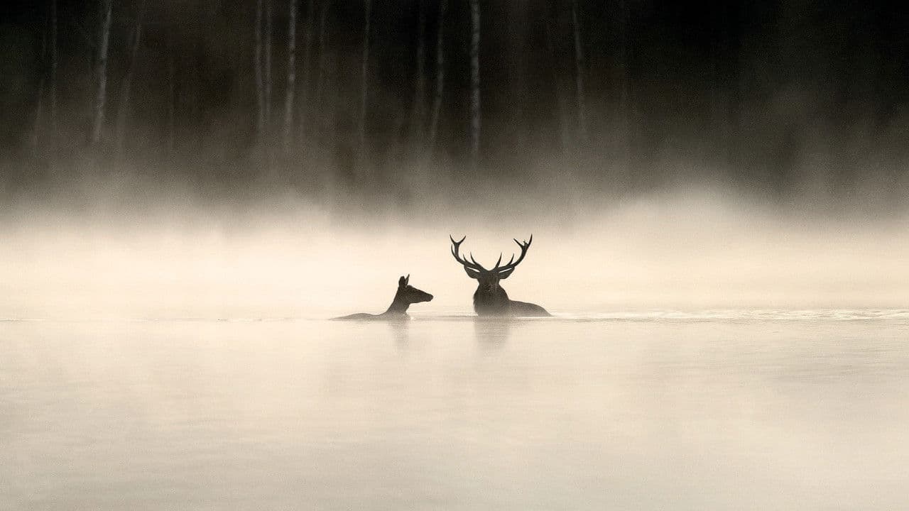 Whispers in the Woods