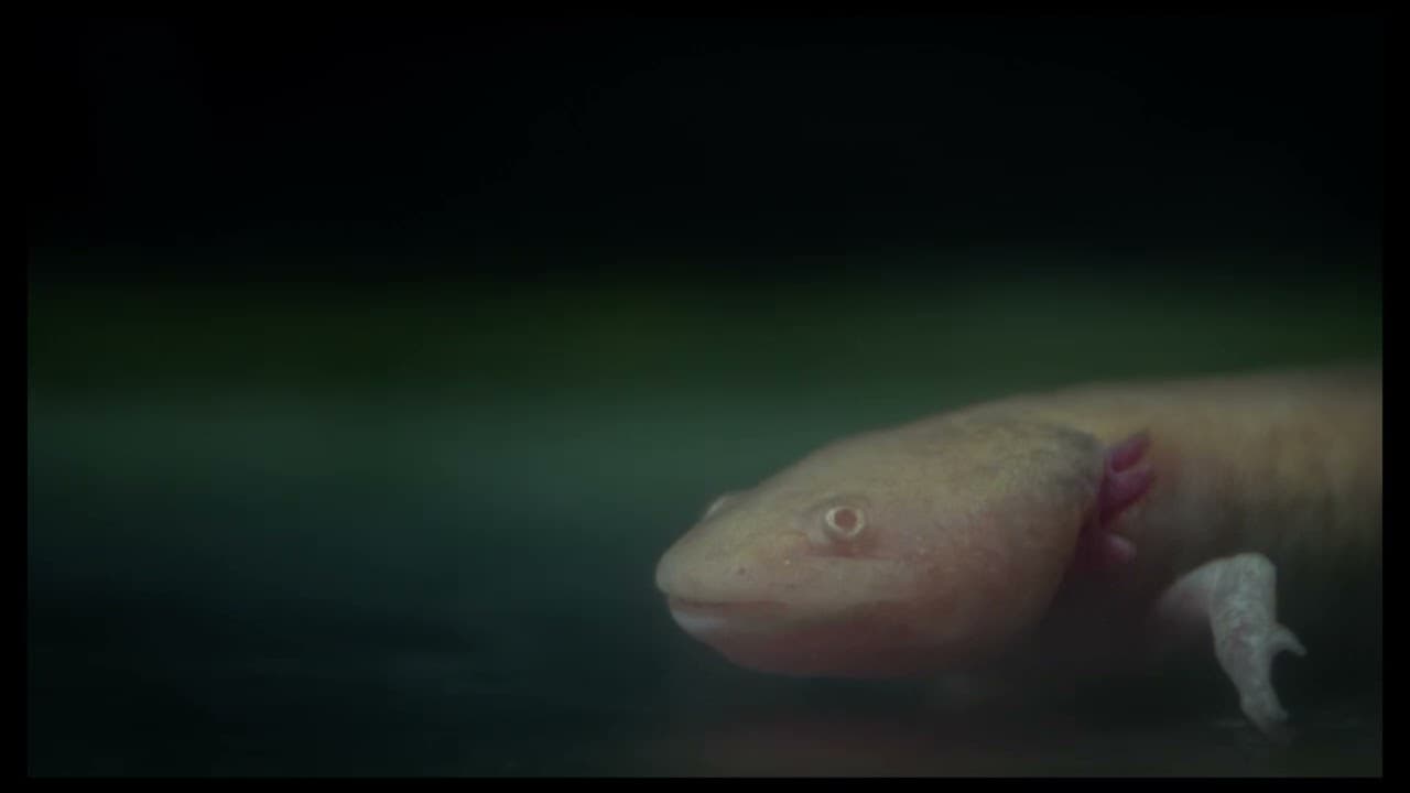 Axolotl trailer