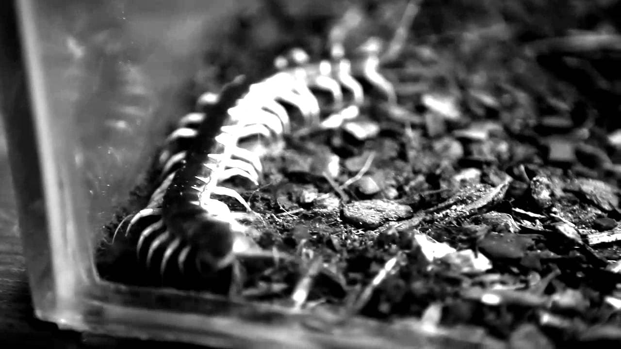 The Human Centipede 2 (Full Sequence) trailer