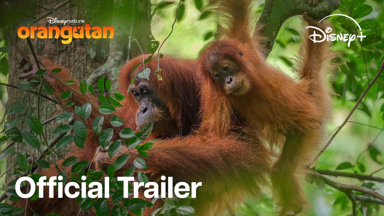 Orangutan trailer